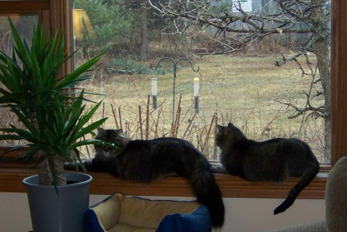 Mikey, left, and Momcat, birdwatching.