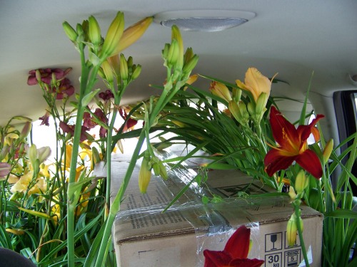 Daylilies on the move!  Moving plants from the GTA to Willow House.