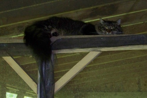 Mikey, snoozing on porch rafter.
