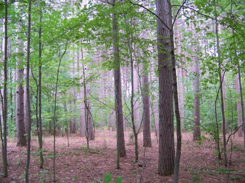 limerickforesttrees
