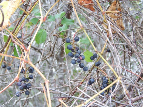 berries4
